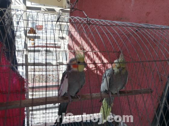 Cockatiel White face